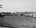 College Road field, Glencoe Road at rear, 1946  